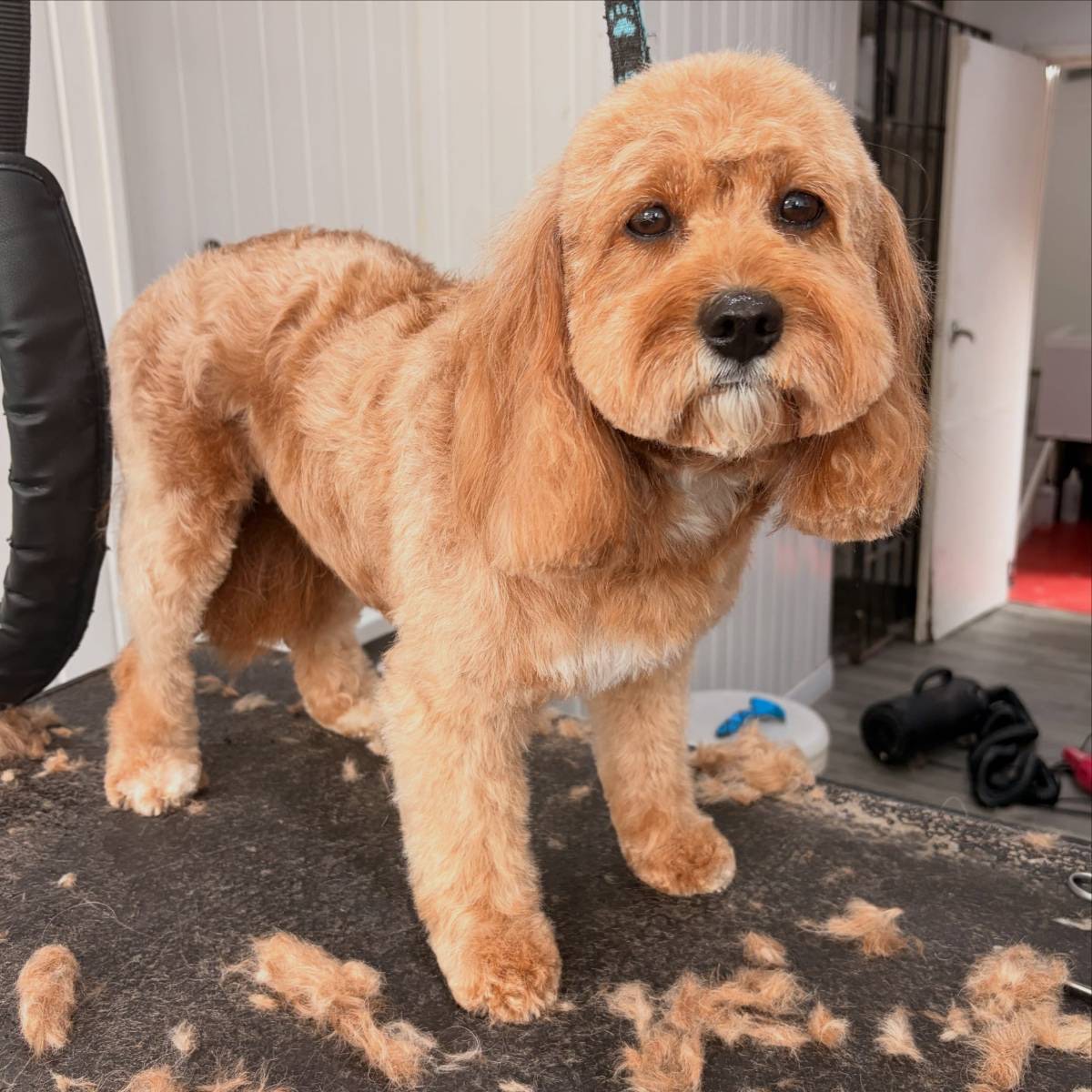 Fluffy apricot cockapoo after a groom