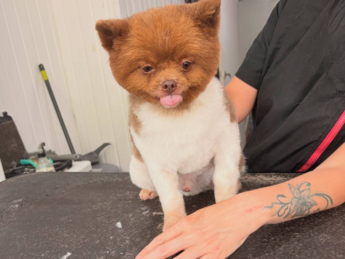 Pomeranian with a neat round trim