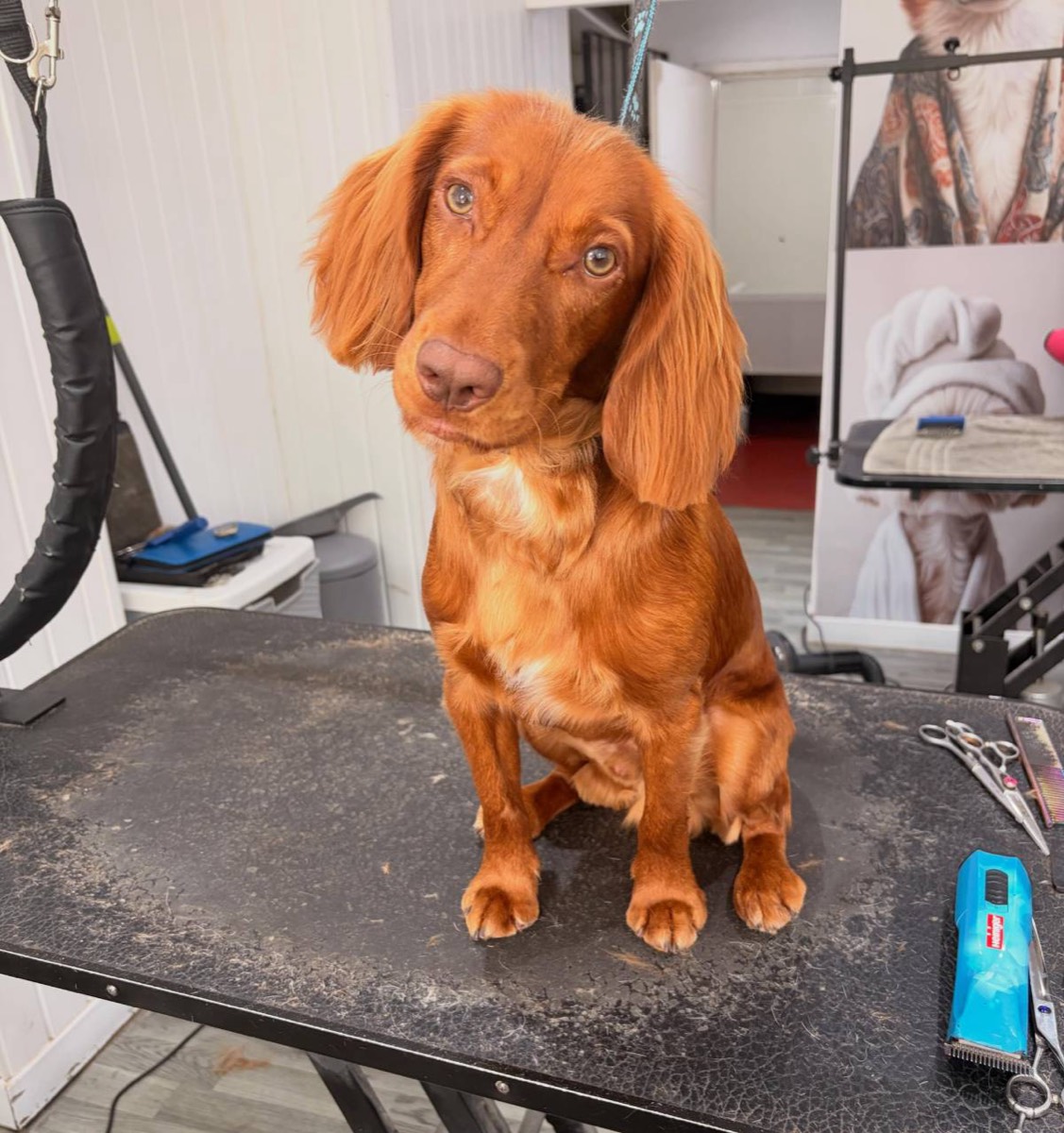 Red cocker spaniel sitting on the grooming table