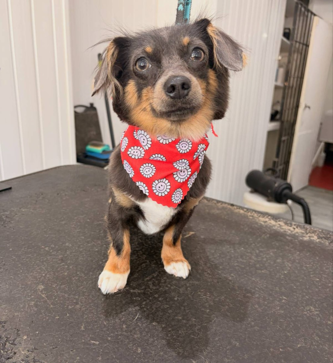Small black and tan dog in a red bandana