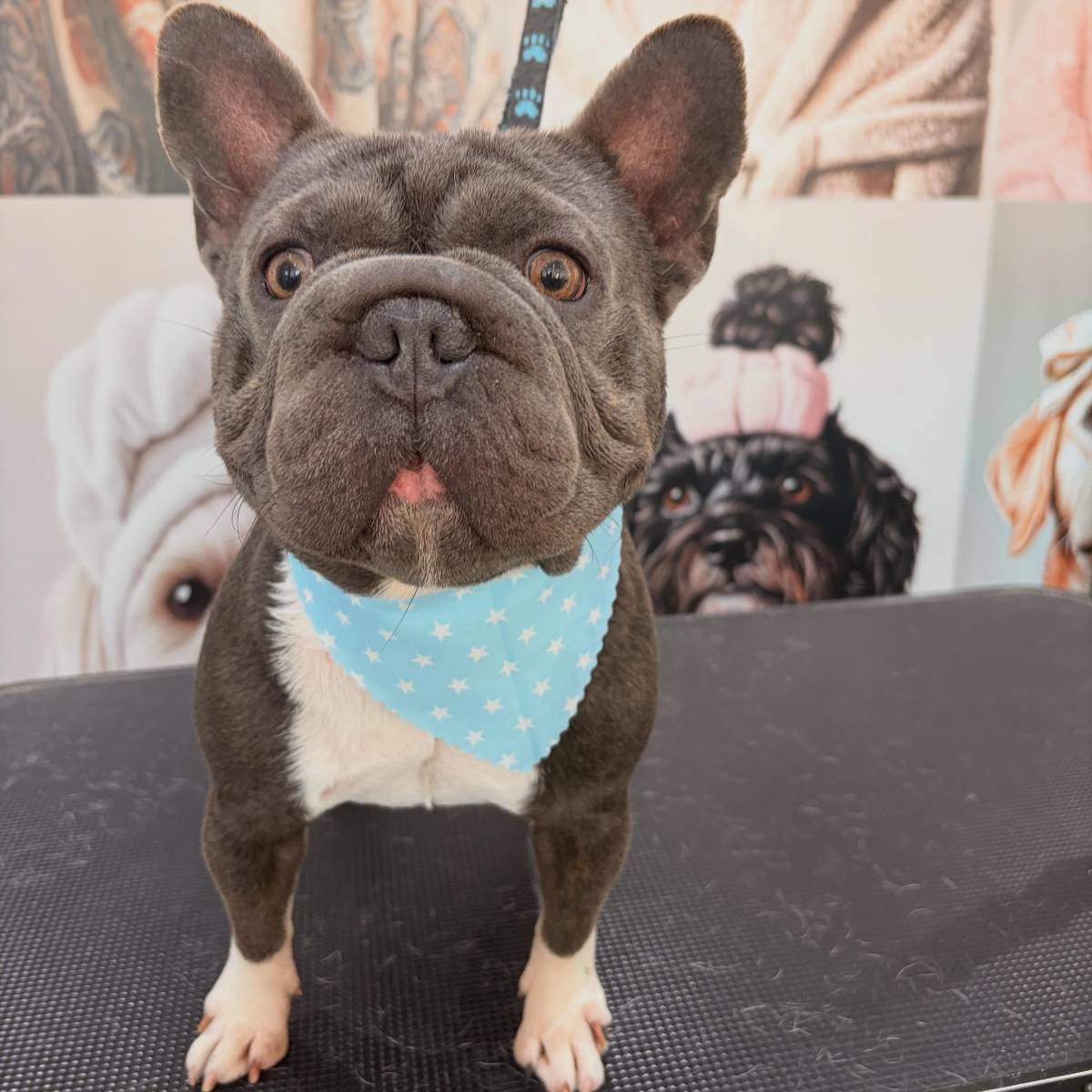 French bulldog in a blue bandana